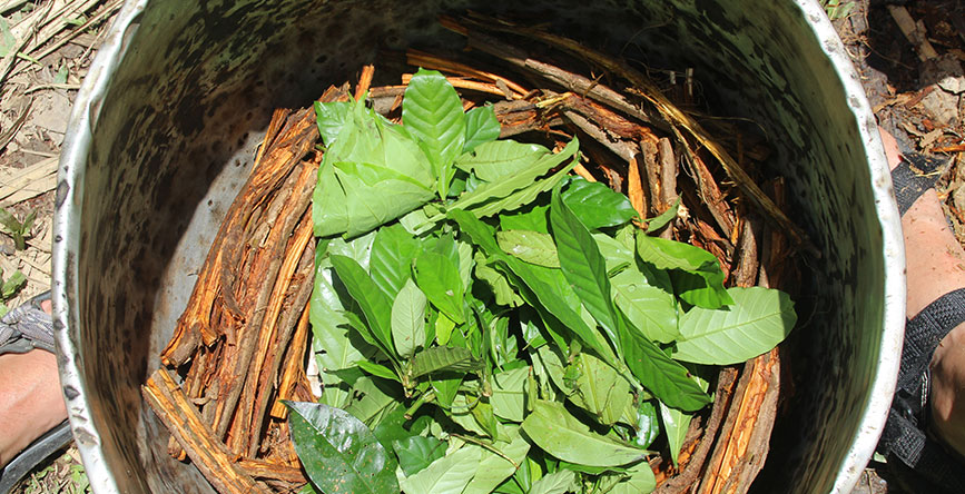 Can Ayahuasca help my Problem with Addiction?