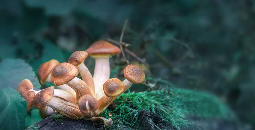 What is Psilocybin Like?